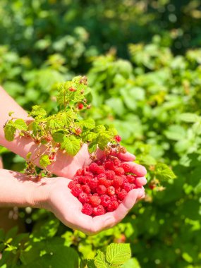 Bir kadının avuçlarında olgun, parlak ahududular. Serbest Boşluk Defocus ışık arkaplanı. Sağlıklı düzgün güçlendirilmiş gıda ve tarım kavramı.