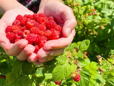 Bir kadının avuçlarında olgun, parlak ahududular. Serbest Boşluk Defocus ışık arkaplanı. Sağlıklı düzgün güçlendirilmiş gıda ve tarım kavramı.
