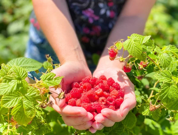 Ripe bright raspberries in the palms of a female hand. Free space Defocus light background. The concept of healthy proper fortified nutrition and agriculture.