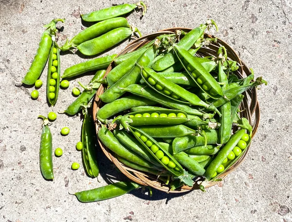 Pods of ripened raw peas on an abstract surface. The concept of healthy proper nutrition and agriculture. Free space. Defocus light background.