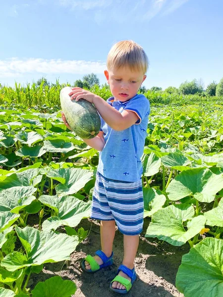 A small blond child harvests zucchini in the garden.Concept of healthy baby food, agriculture. Free space.