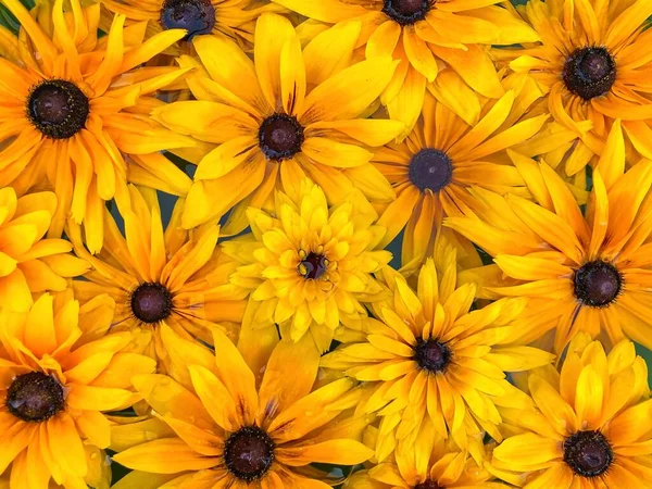 Close Bright Yellow Flowers — Stock Photo, Image