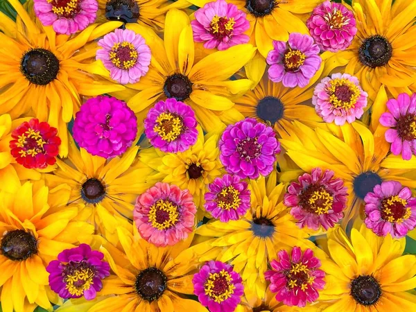 Яскраві Різнокольорові Квіти Квітковий Фон Вільний Простір — стокове фото