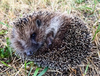 Bahçedeki büyük dikenli kirpinin yakın çekimi. Işık arkaplanını sil.