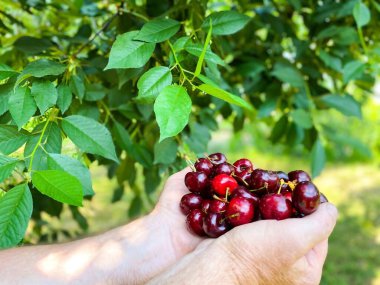 İnsan ellerinde olgun kırmızı kiraz. Sağlıklı gıda konsepti, tarım. Bedava alan..
