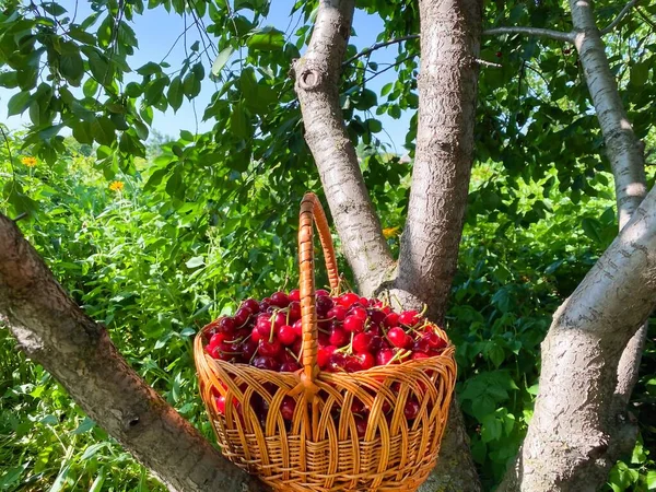 Big basket with ripe big cherry in the garden. Defocus light background. Free space. Concept of proper healthy nutrition, agriculture.