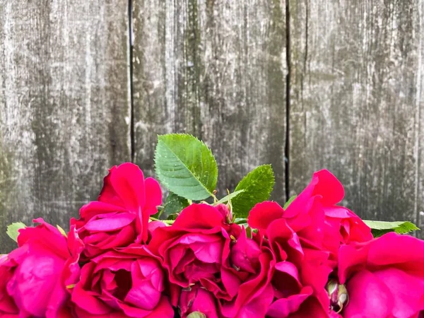 Bright burgundy flowers, wild roses, on a background of abstract gray wooden surface. Free space.