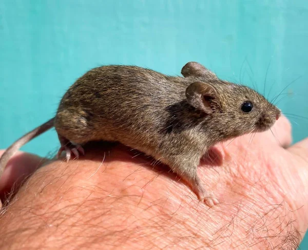 A live wild gray mouse sits on a human hand.