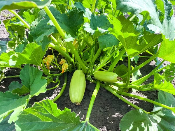 Arbusto Plantas Abobrinha Jardim Conceito Alimentação Saudável Agricultura — Fotografia de Stock