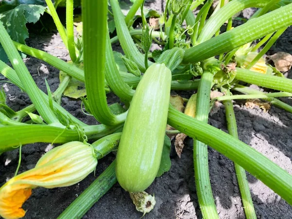 Zucchini Plant Bush Garden Concept Healthy Food Agriculture Royalty Free Stock Images