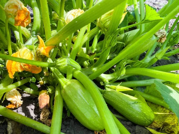 Zucchini Plant Bush Garden Concept Healthy Food Agriculture Stock Photo