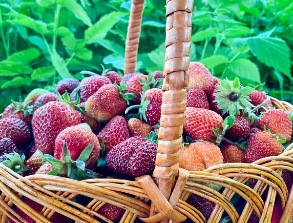 Big Basket Ripe Red Strawberries Free Space Defocus Light Background — Stock Photo, Image
