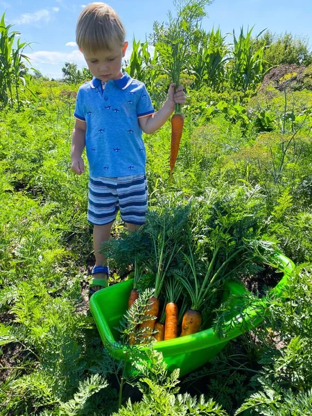 Cheerful little fair-skinned child with a garden wheelbarrow, picking up carrots, in the garden. The concept of proper healthy baby food.