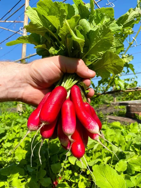 Freshly Picked Radishes Mans Hand Background Beds Concept Proper Healthy Stock Picture