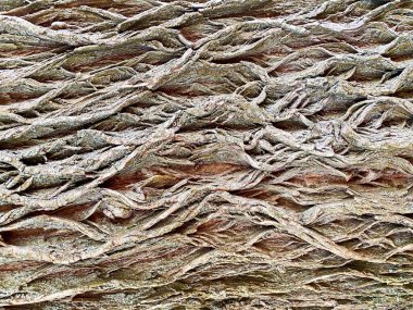 Soyut ağaç kabuğu yüzeyi. Boş alan.