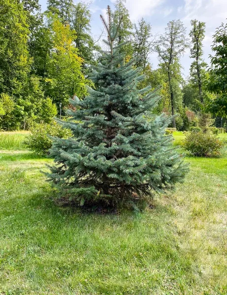 Evergreen Belle Épinette Verte Dans Parc — Photo