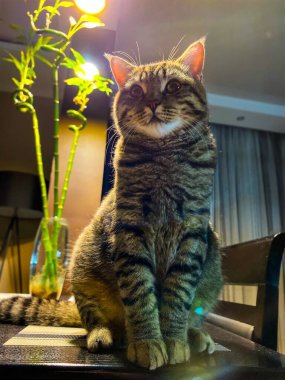 Masada oturan kahverengi bir İskoç kedisine yakın plan. Boş alan. Defocus hafif arkaplan.