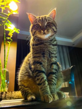 Masada oturan kahverengi bir İskoç kedisine yakın plan. Boş alan. Defocus hafif arkaplan.