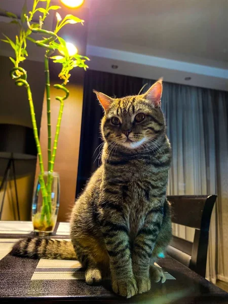 Närbild Brun Tabby Skotsk Katt Sitter Ett Bord Gratis Utrymme — Stockfoto