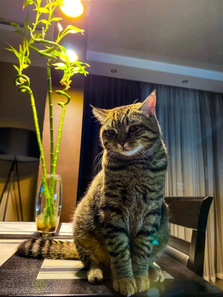 Nahaufnahme Einer Braunen Gestromten Schottischen Katze Die Auf Einem Tisch — Stockfoto