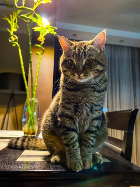 Close Brown Tabby Scottish Cat Sitting Table Free Space Defocus — Stock Photo, Image