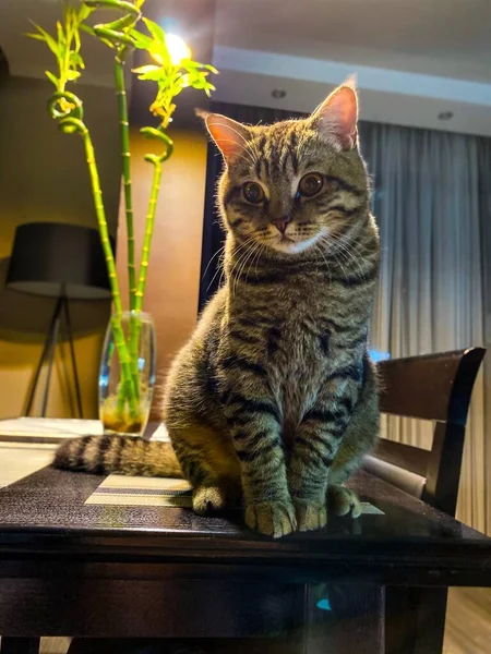 Närbild Brun Tabby Skotsk Katt Sitter Ett Bord Gratis Utrymme — Stockfoto