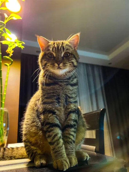 Närbild Brun Tabby Skotsk Katt Sitter Ett Bord Gratis Utrymme — Stockfoto