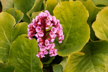 Pink Bergenia flowers between green leaves clipart