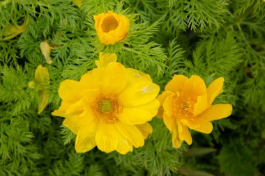 Üç sarı adonis çiçeği.