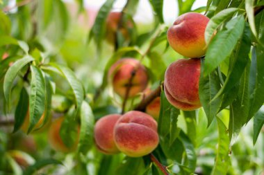 Arka planda yapraklar olan bir dalda birkaç şeftali..