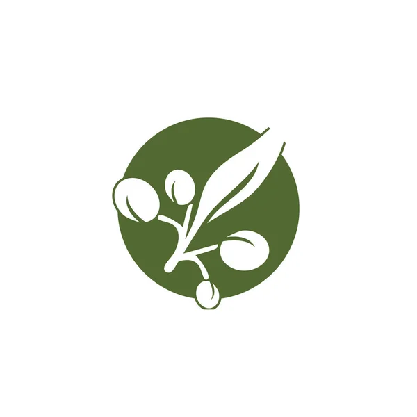 Olive logo plantilla vector icono ilustración diseño — Foto de Stock