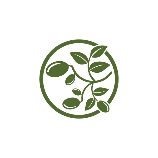 Оливковий шаблон логотипу Векторний дизайн ілюстрації — стокове фото
