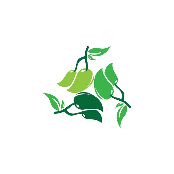 Mango Logo vector illustratie sjabloonontwerp — Stockfoto