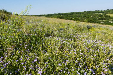 # Uzun otlar ve mavi çiçeklerle dolu yaz çayırlarında #