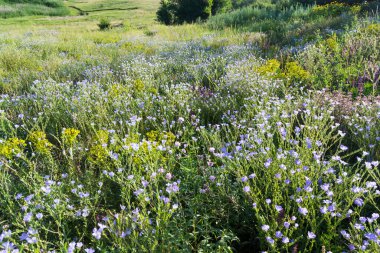 # Uzun otlar ve mavi çiçeklerle dolu yaz çayırlarında #