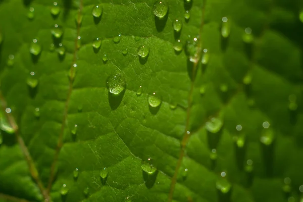 Macro Photo Leaf Grape Rain Drops Lighted Sun Abstract Background — Stock Photo, Image