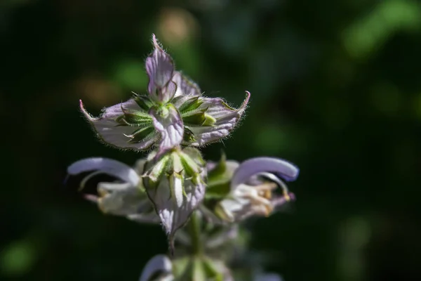 Makro Fotografie Bílého Květu Osvětleného Sluncem Abstraktní Pozadí Příroda Nálada — Stock fotografie