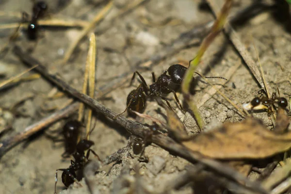 工作中的黑蚂蚁的宏观照片 — 图库照片