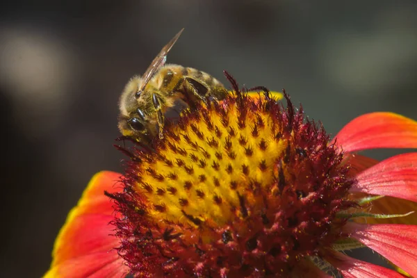 Makro Zdjęcie Pszczoły Czerwonym Kwiatku Słoneczny Dzień Lato Łąka — Zdjęcie stockowe