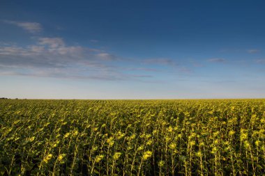 Günbatımında akşam güneşiyle aydınlatılan ayçiçeği tarlası