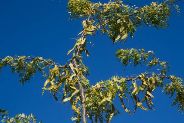 Mavi arka planda meyveleri olan akasya