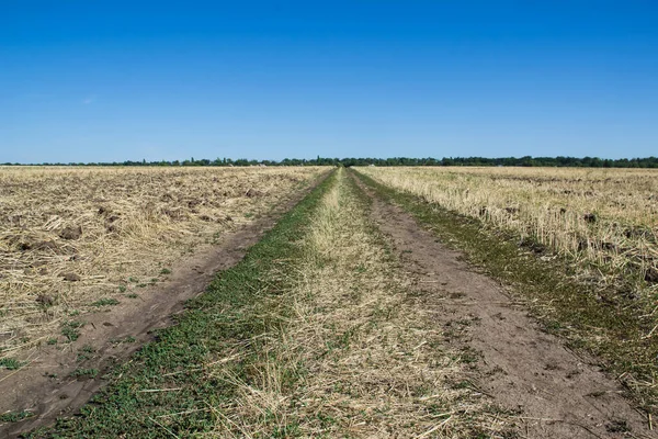 Buğday tarlaları arasında ufka uzanan bir köy yolu.