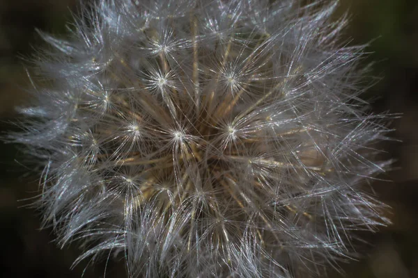 Puszyste Dandelion Zbliżenie Tło Tapety — Zdjęcie stockowe