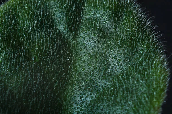 violet leaf covered with dew close up