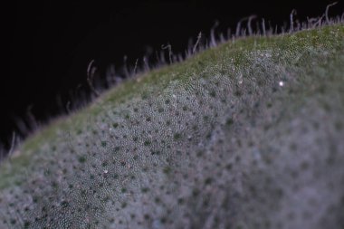 Mor yaprak çiğ ile kaplanmış.