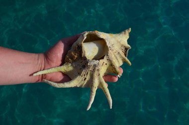 Deniz suyu arka planında büyük beyaz deniz kabuğunu tutan bir elin yakın görüntüsü. Yaz tatili arkaplanı elinde deniz kabuğu ile 