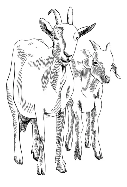 Cabra y cabrito dibujados a mano — Vector de stock