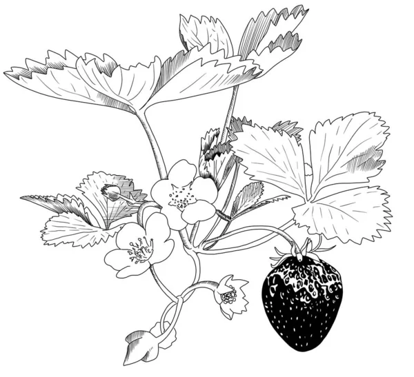 Szkic truskawek i kwiatów — Zdjęcie stockowe