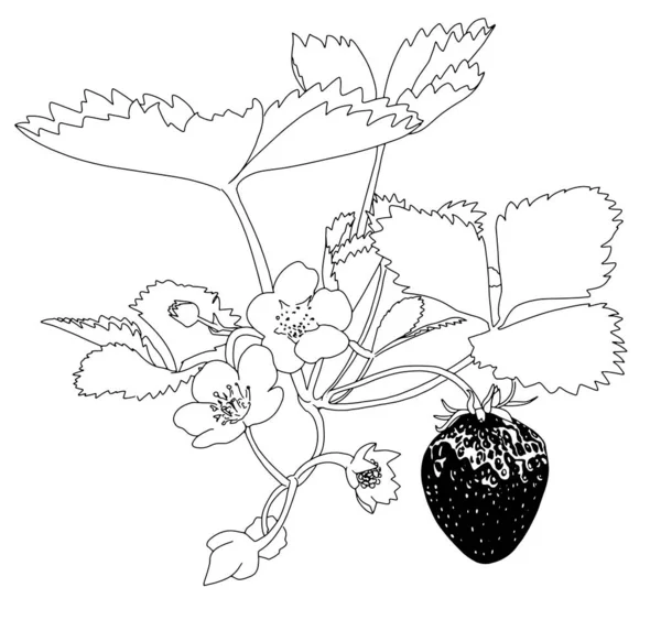Szkic truskawek i kwiatów — Wektor stockowy