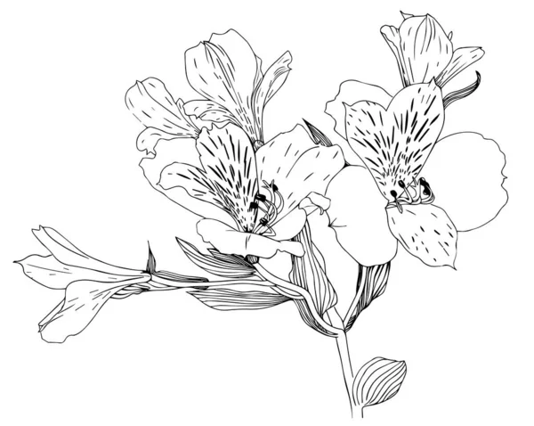 Línea de arte flores Alstroemeria siluetas negras — Vector de stock
